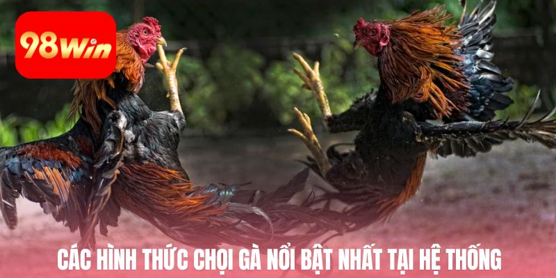 Các hình thức chọi gà nổi bật nhất tại hệ thống